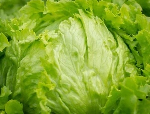 150 Seeds Iceberg Lettuce Heirloom Lactuca Sative Make an Offer - Picture 1 of 2