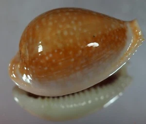 CYPRAEA MILIARIS MAGISTRA SPECIAL COLOUR - Picture 1 of 2
