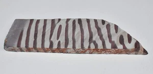 ZEBRA STONE FOSSIL SLICE, Cupperia tubiformis, 670 myo, Western Australia - Picture 1 of 6
