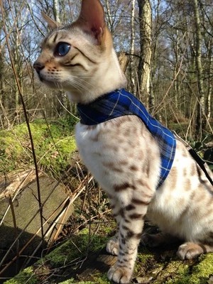 Chaquetas Gato Mariposa - Arnés para Caminar Gato Chaqueta Tartán Diseños de Tela a Cuadros Foto 1 de 4