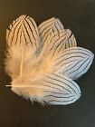 5pcs Set Genuine Silver Pheasant 8-12cm Black White Feathers DIY Art Craft Decor