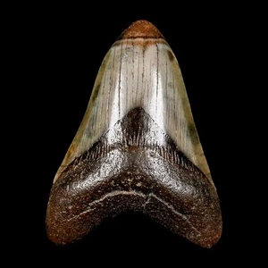 3,4 Zoll Qualität Megalodon Haizahn Wellenschliff Fossil natürliches Miozän Echtheitszertifikat - Bild 1 von 6