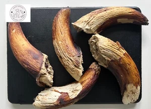 5 x Stück Lammhornmark selten Hundeleckerli 100% natürlich-bio Vitamine 200g - Bild 1 von 11