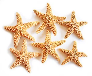 Set of 6 Sugar Starfish 4-5" Beach Wedding Decor Nautical Crafts Coastal Art - Picture 1 of 4