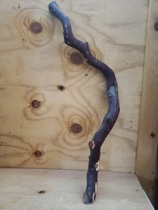 roter Bogen dicker Manzanita Zweig 32"" x 8"" x 4"" #116 - Bild 1 von 6