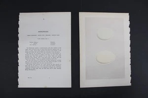 Birds, Nests, Eggs, F.O.Morris, 1875 - Picture 1 of 4