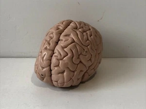 3B Scientific Spare Brain 3 Part For B50-B51 Muscular Models Anatomical Anatomy - Picture 1 of 5