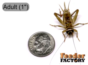 Adult 1" Feeder Crickets - 250-1000 counts - LIVE ARRIVAL GUARANTEE (LAG) - Picture 1 of 1
