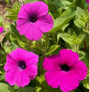 Petunia SHANIN WILD Hot Pink Containers Flower Garden Spring 2000 Seeds - Picture 1 of 6