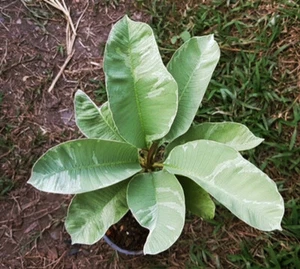 ์NEW!! Plumeria Variegated "Drang Sukhothai" 1 cutting with rooted 12- 15 Inches - Picture 1 of 2