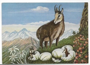 FOREIGN PC,MOUNTAIN GOAT NEST OF EGGS & BABIES~EIN GEMSENHORST,A CHAMOIS NEST - Picture 1 of 1