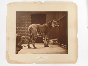 Gambier Bolton Tiger Zoo Animal c1900 Large Carbon Print Photo - Picture 1 of 1