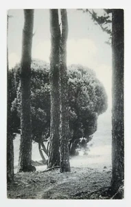 Rotograph Postcard Trees D Series Collotype Postmarked 1907 - Picture 1 of 4