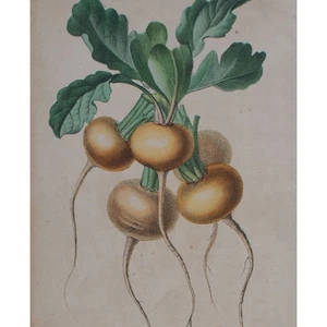 Radis Jaune Radieschen Enzyklopädische Darstellung Lemercier Lithografie 1851 - Bild 1 von 4