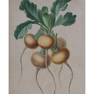 Radis Jaune Radieschen Enzyklopädische Darstellung Lemercier Lithografie 1851 - Bild 1 von 4