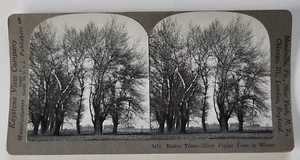 Silver Poplar Trees in Winter Keystone View Company #8456 Stereoview Photo Card - Picture 1 of 3