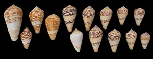 Shell CONUS MERCATOR Senegal 49-22,5 mm # COLECCIÓN DE 14 ESPECÍMENES - Imagen 1 de 1