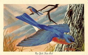 Postkarte New York: New York State Bird, Bluebird, unbespielt - Bild 1 von 2