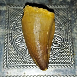 grande dente pietrificato mosasauro dinosauro mosasauro dinosauro n.G Tooth fossil - Foto 1 di 2