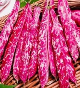 130 Graines - Haricot Nain Big Borlotto à Écosser - Semences Paysanne - BIO - Picture 1 of 1