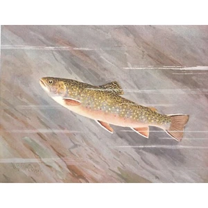 Original c1908 Antique Color Print - FEMALE BROOK TROUT - W.B. Gillette - Picture 1 of 2