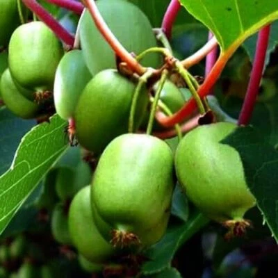 Kiwi Berry (Actinidia Arguta Issai) Seeds | Cold Hardy | Kiwiberry Self Fertile - Image 1 of 3