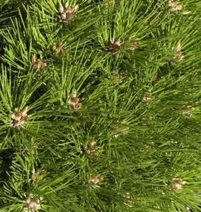 Hochstamm Kugel Kiefer Pierrick Bregeon 40-60cm - Pinus nigra - Bild 1 von 1
