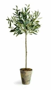 1x Olive LIVE TREE GALEGA Marteña Olea Galega Europaea sylvestris - Picture 1 of 3