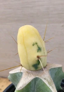 S8852 TRIC*OCEREUS Bridgesii Mostruoso Variegata h4,5cm. Injerto. - Imagen 1 de 3