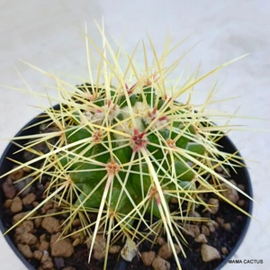 A7478 ECHINOCACTUS GRUSONII Maceta 10 cm H 4 cm W 5,5 cm MaMa Cactus - Imagen 1 de 4