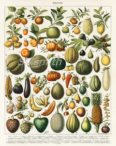 Fruits VTG Botanical Illustration Fine Art Giclee High Res 8x10 Print - Picture 1 of 2