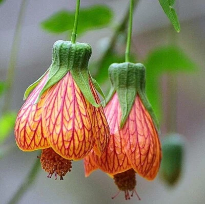 Abutilon Orange Tiger Live Plant - 4-6 Inch Tall - Ship No Pot - Bell Hibiscus - Image 1 of 4