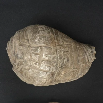 Caracola Ceremonial Moche Pututu Precolombina Foto 1 de 4