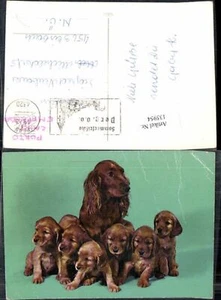 135954,Süsse Hunde Hund Welpen m. Mutter - Bild 1 von 1