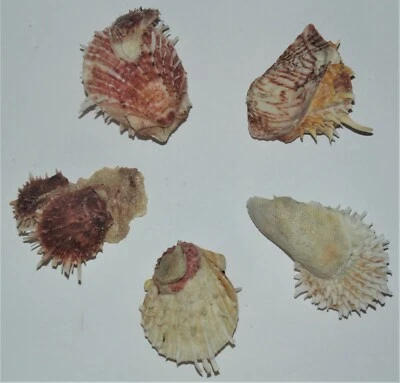 ONE (1) SMALL SPONDYLUS DUCALIS SPINY OYSTER PAIR W/ ATTACHMENT, CRAFT BEACH - Image 1 of 4