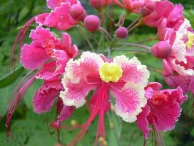 Caesalpinia Pulcherrima Pink 7 Seeds, Mexican Bird Of Paradise Small Shrub Tree - Image 1 of 4