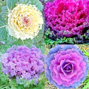 200+ ORNAMENTAL KALE AUTUMN MIX SEEDS FLOWERING VEGETABLE GARDEN CABBAGE NON-GMO - Picture 1 of 5