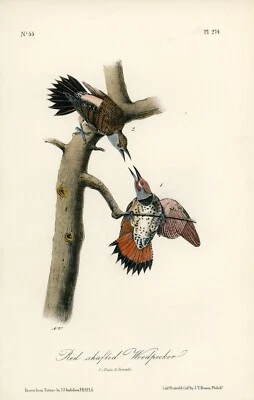 Audubon Red-Shafted Woodpecker Plate 274 Birds Of America 1st Ed Royal Octavo - Image 1 of 2