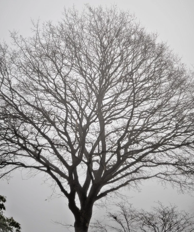 Appareil photo Polaroid SX70 Land / avec pack film noir et blanc / testé / TOP - Photo 1/1