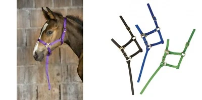 Fohlenhalfter  Halfter aus doppelt gelegtem Nylon mit Mini-Führstrick - Bild 1 von 4