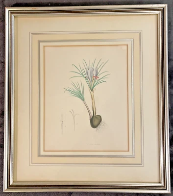 Gerahmte Botanische M A Burnett Original Litho 1845 Crocus Sativus 19. Jahrhundert - Bild 1 von 4