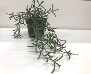 Planta artificial en maceta IKEA FEJKA, interior/exterior/cuerda de plátanos colgando 9 cm - Imagen 1 de 3