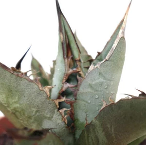 Agave titanota GREY LONGISPINUS clone LIPARI - OTEROI NO variegated variegate - Bild 1 von 5