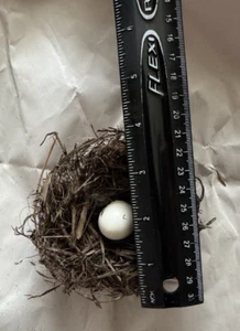 Authentic Little Bird Nest with hollow egg Northern Colorado Natural Abandoned - Picture 1 of 5