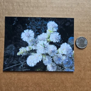 MERZBOW Merzbient 4x6 POSTCARD - 2012 NOISE EXPERIMENTAL RARE - Picture 1 of 2