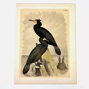 Cormorants, 1881 Original Antique Colored Bird Print - Picture 1 of 1