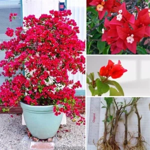 Bougainvillea Red Variegated Well Rooted new Variety Flowers Rare Plant Cutting - Picture 1 of 19
