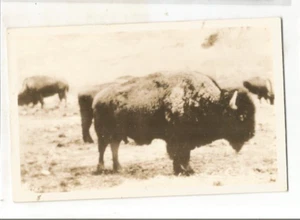 RPPC YELLOWSTONE PARK MONTANA WYOMING BUFFALO OR BISON REAL PHOTO POSTCARD RP - Picture 1 of 1