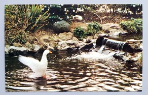 Vintage postcard-DESCANSO GARDENS, La Canada, California -Duck Alighting on Pond - Picture 1 of 2