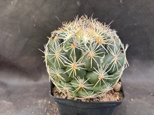 CORYPHANTHA SALM-DYCKIANA VIVAIO IL GIARDINO DI MAYA CACTUS PIANTE 69 - Foto 1 di 11